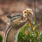 Perspective | The best photos from The Washington Post’s Squirrel Week 2020 contest