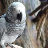 African grey parrots are smart enough to help a bird in need
