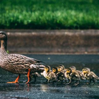 Indiana Elementary School Delighted by Mama Duck's Parade With Ducklings