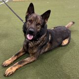 Please Share: APD K9 Jon Missing, Last Seen in East South 15th and Martin St.