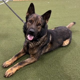 Please Share: APD K9 Jon Missing, Last Seen in East South 15th and Martin St.