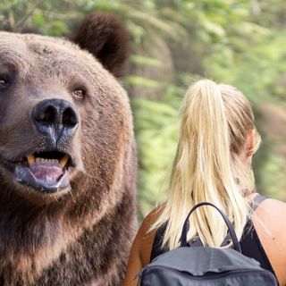 What You Should Absolutely Never Do If Attacked By a Bear in the Woods