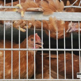 ‘I can hear birds screaming’: Lawsuit claims Chicago poultry market is a public nuisance