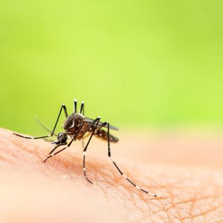 This bites: DC ranks No. 3 for mosquitoes - WTOP News