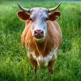 Bull scratching itself on utility pole knocks out power to 700 homes