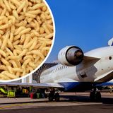 Yuck! Airline Passenger Showered With Maggots That Fell From Overhead Bin