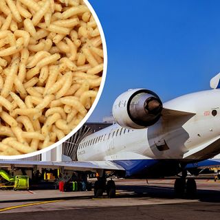 Yuck! Airline Passenger Showered With Maggots That Fell From Overhead Bin