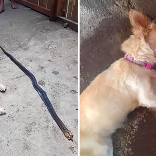 Dog Risks His Life Biting Poisonous Snake to save His Owner and Smiles Innocently Before ‘Leaving Life’