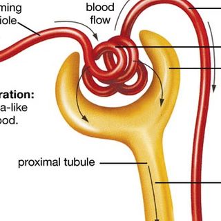 Pharmacology of Renal System and Diuretics: MCQ