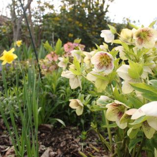 Victoria plant sale will get your garden off to a great start