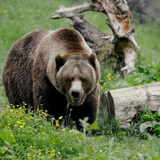 Okanagan Nation welcomes program to bring back grizzlies to North Cascades