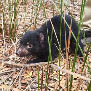 The role of cloud tech in saving the endangered Tasmanian devil