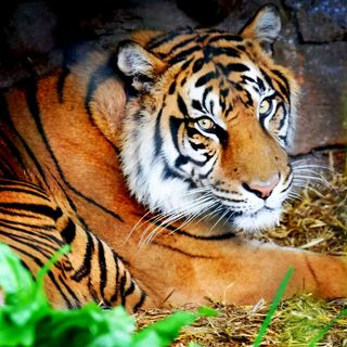 Exploring Auckland Zoo During the School Holidays: Big Cats