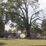 Raleigh bids farewell to landmark tree at Nash Square