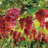 Labour Solutions VIC: Grape Farm Work