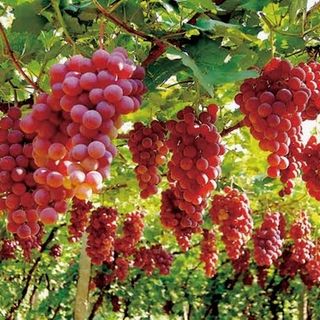 Labour Solutions VIC: Grape Farm Work