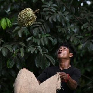 Heatwave hammers Thailand's stinky but lucrative durian farms