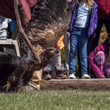 Fort St. James community celebrates as rehabilitated bald eagle soars back to freedom