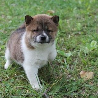 Shiba Inu Puppies For Sale in New York, NY | Dogs & Puppies | Public Ads USA 171948