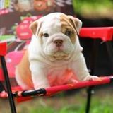 Delighted English Bulldog Puppies For Re-Homing in Sacramento, CA | Dogs & Puppies | Public Ads USA 171892