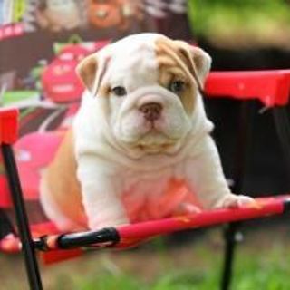 Delighted English Bulldog Puppies For Re-Homing in Sacramento, CA | Dogs & Puppies | Public Ads USA 171892