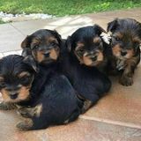 High Quality Teacup Yorkie Puppies Available For Sale in Albany, NY | Dogs & Puppies | Public Ads USA 171889