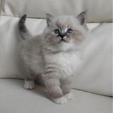 Ragdoll Kitten For Sale in Hillsboro Beach, FL | Cats & Kittens | Public Ads USA 171897