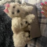 10 Weeks Old Maltese in Randolph, MA | Dogs & Puppies | Public Ads USA 171936