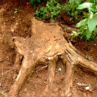 Remove Tree Stump With RYU Chainsaw