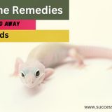 How to Get Rid of Lizards at Home Without Killing Them? - Success Ranker