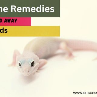 How to Get Rid of Lizards at Home Without Killing Them? - Success Ranker