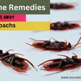 How to make cockroach free home? - Success Ranker