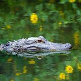 6 Foot Alligator Spotted Again South Of Atlanta