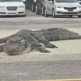 Massive Alligator Triggers Multi-Vehicle Crash in Louisiana