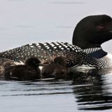 A Maine loon killed a bald eagle by stabbing it in the heart