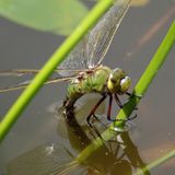 Freshwater species boom in the time of the insect apocalypse