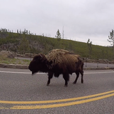 Yellowstone National Park Reports First Human-Bison Encounter of 2020