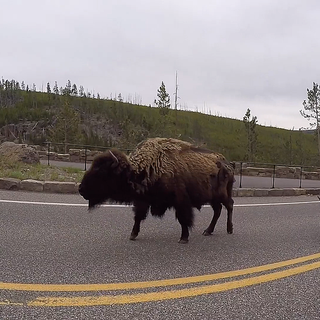 Yellowstone National Park Reports First Human-Bison Encounter of 2020