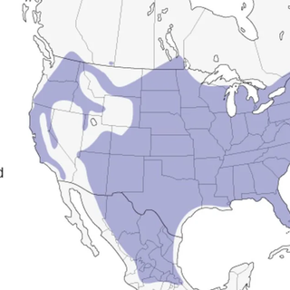 Range of wild turkey