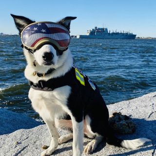 This $4B road project had a bird problem. Dogs are helping fix it - Virginia Mercury