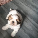 Shih Tzu Male Pup 7 Week Old in Runcorn | Dogs & Puppies Cheshire | Dog Breeders Gallery 602