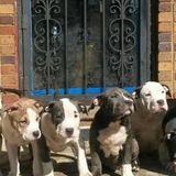 American Bully Puppies With Paperwork For Sale in Detroit | Dogs & Puppies Michigan | Dog Breeders Gallery 409