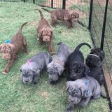 Neapolitan Mastiff Puppies in Kingsgate | Dogs & Puppies Washington | Dog Breeders Gallery 556