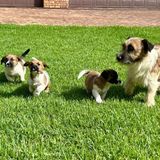 Jack Russell Puppies For Sale in Benoni | Dogs & Puppies Gauteng | Dog Breeders Gallery 646