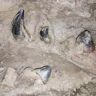 Meghalaya Expedition Reveals Rare 30-40 Million-Year-Old Fossil Structures - NortheastIndia.blog