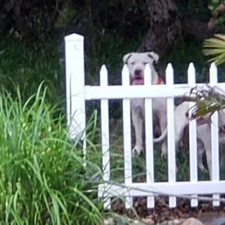 2 Dog Attacks Reported in 12 Hours at El Cajon Mobile Home Park