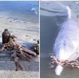 Dolphin gives visitors ocean gifts in return for food during lockdown