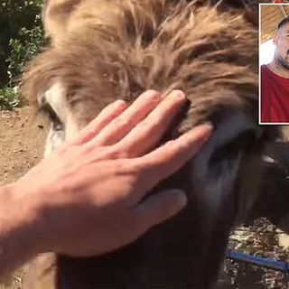 Man, pet donkey cry as they reunite after Spain's COVID-19 lockdown