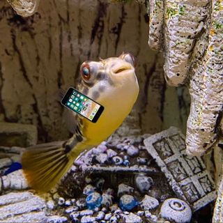 A Local Pufferfish Owner Is Trying To Get His Pet Instagram Famous ... And It's Kind Of Working?