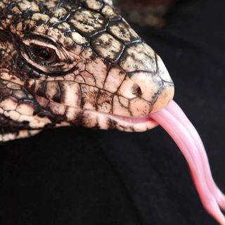 Invasive tegu lizards still creeping out southeast Hillsborough residents